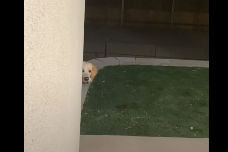 壁裏から頭をひょこ！お家に帰ってきた愛犬の仕草がとってもかわいい！！【アメリカ・動画】