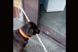 木の枝を気に入り拾ってきた愛犬。意気揚々とお家に運ぼうとしたのですが・・、その木の枝は持ち帰るのが難しいみたい【海外・動画】