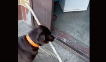 木の枝を気に入り拾ってきた愛犬。意気揚々とお家に運ぼうとしたのですが・・、その木の枝は持ち帰るのが難しいみたい【海外・動画】