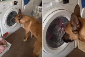 ぐるぐる回る洗濯機をじっと見つめる犬。今まさに洗われている大事なオモチャが心配でならないようです