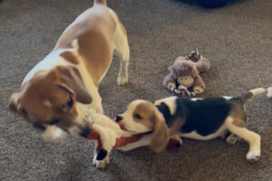 オモチャの取り合い中じゃなかったの？ビーグル犬の姉弟がオモチャを引っ張り合っていたと思ったら・・、お姉ちゃんが弟犬と遊んであげる形に？！