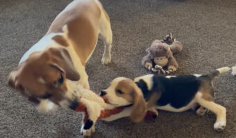 オモチャの取り合い中じゃなかったの?ビーグル犬の姉弟がオモチャを引っ張り合っていたと思ったら・・、お姉ちゃんが弟犬と遊んであげる形に?!