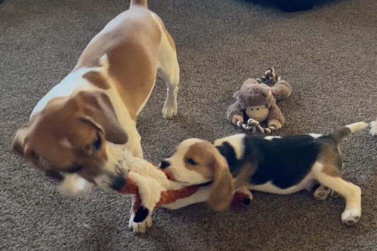オモチャの取り合い中じゃなかったの？ビーグル犬の姉弟がオモチャを引っ張り合っていたと思ったら・・、お姉ちゃんが弟犬と遊んであげる形に？！