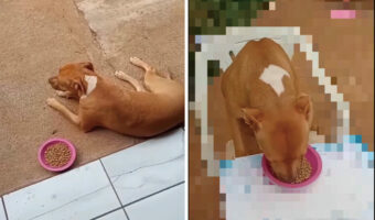 食事に見向きもしない子犬ですが、おなかは空いているみたい!実は『ある場所』に食事を置いてもらわないと食べないんです!!【海外・動画】