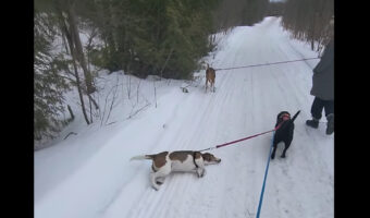 ちょっと背中をカキカキしようとしただけなのに。雪に寝転んだ愛犬ですがリードが他の犬にもつながっていたため・・