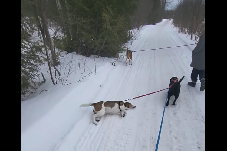 ちょっと背中をカキカキしようとしただけなのに。雪に寝転んだ愛犬ですがリードが他の犬にもつながっていたため・・