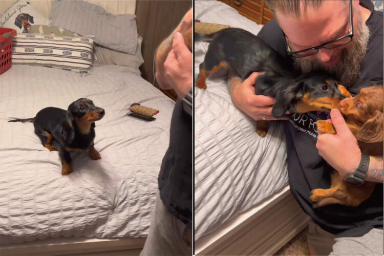 新しい家族と出会うミニチュアダックスフンドたちの姿が尊い！お兄ちゃんは喜んで妹を迎え入れています【アメリカ・動画】