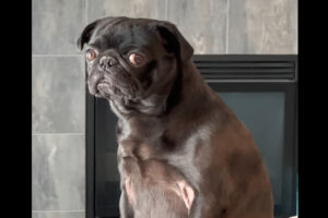 君ってパグだから犬だよ・・ね？ソファに腰掛けるパグの仕草がまるで猫？！？！【海外・動画】