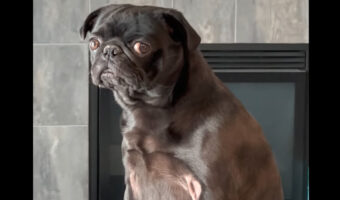 君ってパグだから犬だよ・・ね？ソファに腰掛けるパグの仕草がまるで猫？！？！【海外・動画】