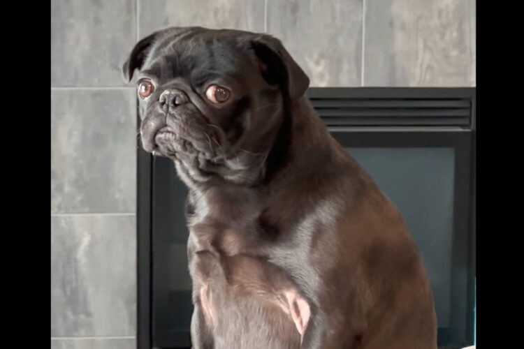 君ってパグだから犬だよ・・ね？ソファに腰掛けるパグの仕草がまるで猫？！？！【海外・動画】