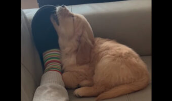 飼い主さんの足元で気持ちよさそうに寝ている子犬。その姿をよく見たら・・、どうやら遊んでいる途中に寝てしまったみたい