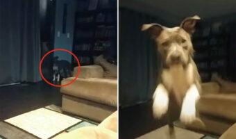 飼い主さんの『ある言葉』に大喜び！大きくジャンプしてはしゃぐ愛犬ですが、飼い主さんはなんと言った？【アメリカ・動画】