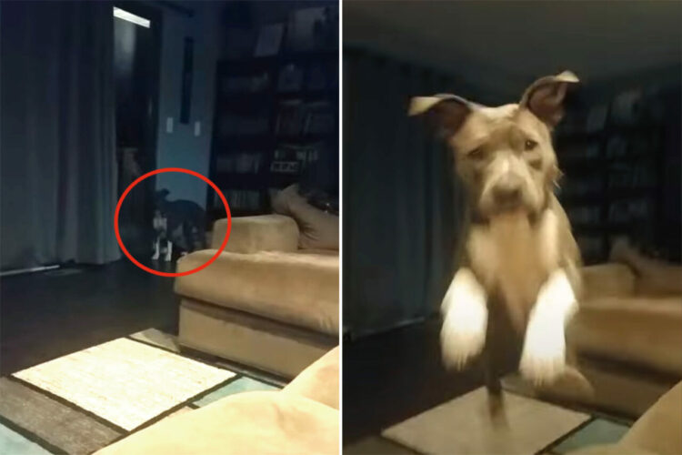 飼い主さんの『ある言葉』に大喜び！大きくジャンプしてはしゃぐ愛犬ですが、飼い主さんはなんと言った？【アメリカ・動画】