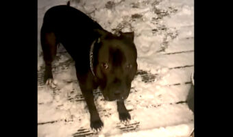 飼い主さんに呼ばれて外に出た愛犬は大喜び!なんと、雪が積もっているではないですか!!【海外・動画】