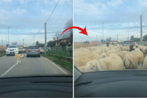 犬が一頭やって来たと思ったら・・、なんとビックリ！その後ろから道路いっぱいに羊がやって来るではないですか！！