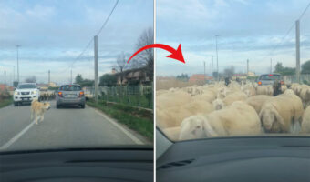 犬が一頭やって来たと思ったら・・、なんとビックリ!その後ろから道路いっぱいに羊がやって来るではないですか!!