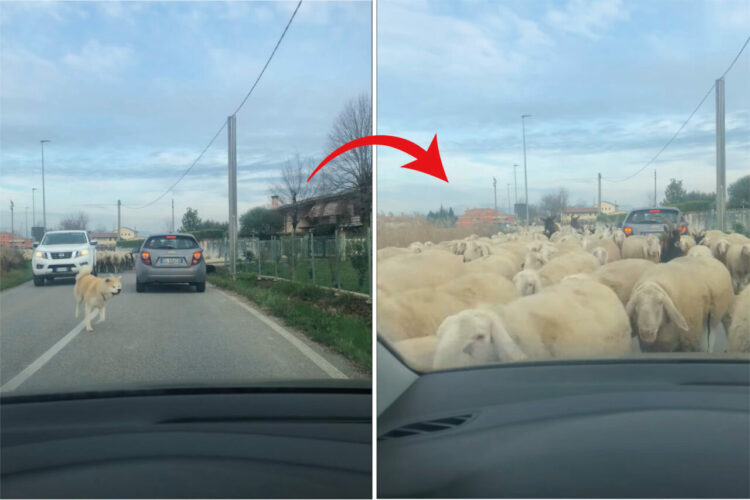犬が一頭やって来たと思ったら・・、なんとビックリ！その後ろから道路いっぱいに羊がやって来るではないですか！！