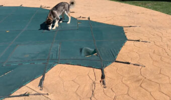 プール遊びに来たハスキー犬。だけどプールがシートに全面覆われていて残念・・、と思いきや!!【アメリカ・動画】