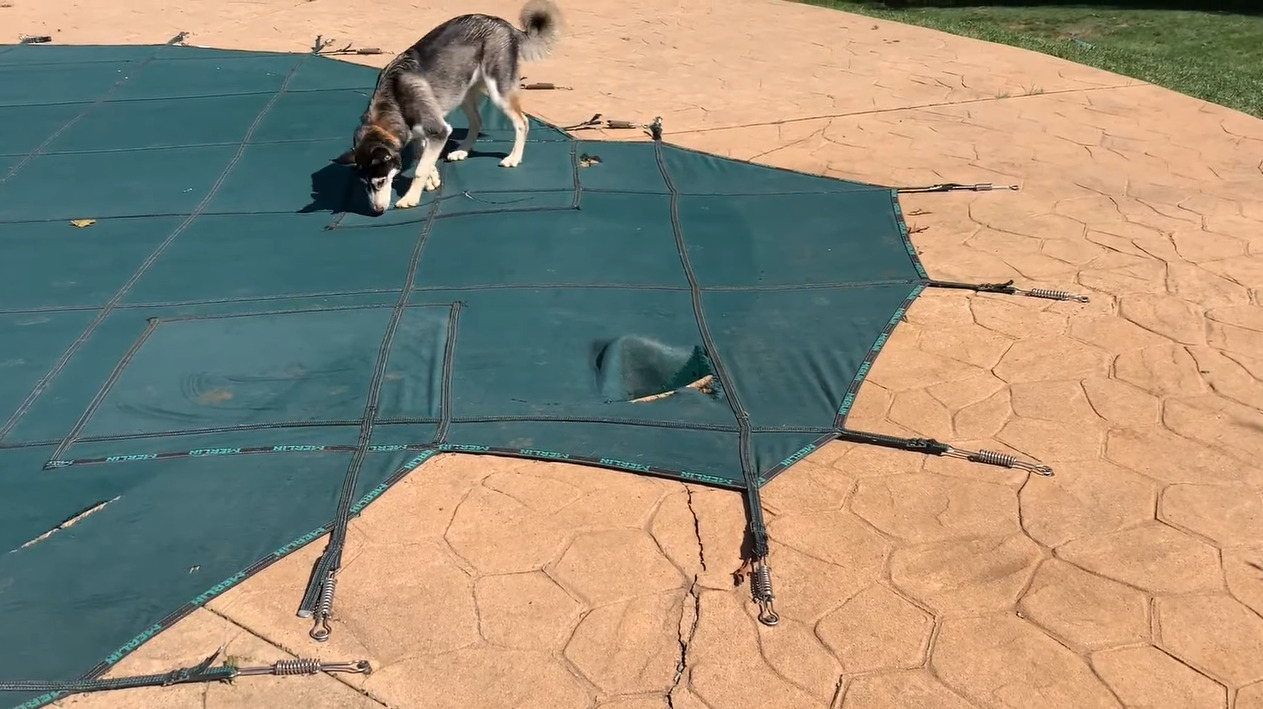 プール遊びに来たハスキー犬。だけどプールがシートに全面覆われていて残念・・、と思いきや！！【アメリカ・動画】