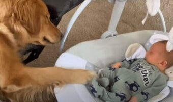 子守りは任せて！とバウンサーを揺らすゴールデンレトリバーにほっこりしますがが・・、もしかして君も一緒に寝ているの？