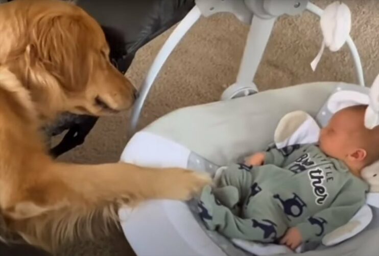 子守りは任せて！とバウンサーを揺らすゴールデンレトリバーにほっこりしますがが・・、もしかして君も一緒に寝ているの？