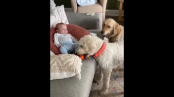 愛犬たちがボール遊びの相手に選んだのはまさかの「赤ちゃん」！？さすがにボールを投げてもらうのは難しそうだよ！！