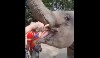 「ミルクを飲ませてくれてありがとう！」お礼としてゾウがしてくれた『ある行動』にビックリ！！