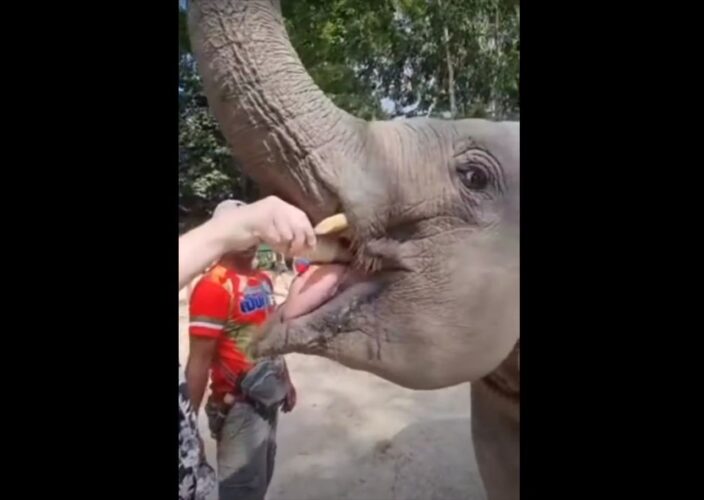 「ミルクを飲ませてくれてありがとう！」お礼としてゾウがしてくれた『ある行動』にビックリ！！