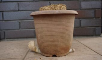 「エリンギさんそっちじゃないよ！」栽培キットの下から出てきてしまったエリンギが話題に！「今にも歩き出しそう」