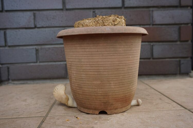 「エリンギさんそっちじゃないよ！」栽培キットの下から出てきてしまったエリンギが話題に！「今にも歩き出しそう」