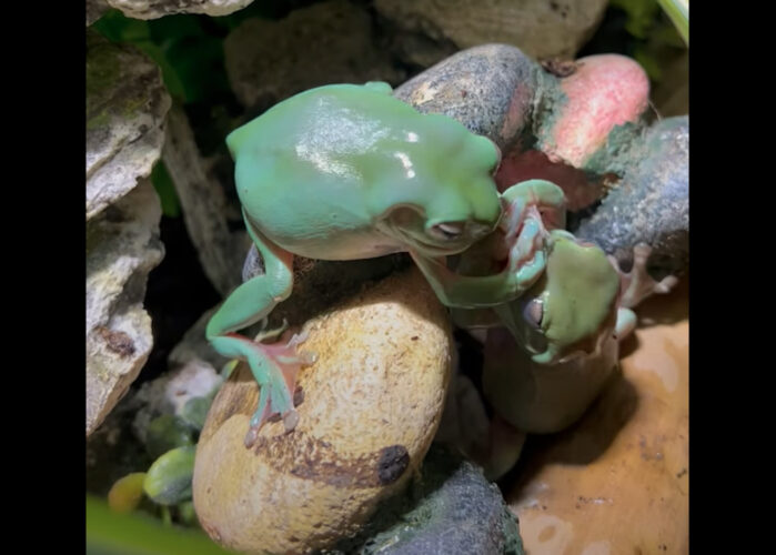 カエルの激しいバトル！？のんびりとした動きを見せる事も多いカエルですが、食べ物の前だと話は別みたい【海外・動画】