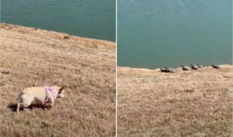 忍び足をするフレンチブルドッグ。じっくり時間をかけて向かう先にはカメの群れがいますが、カメ達のほうが一枚上手？！