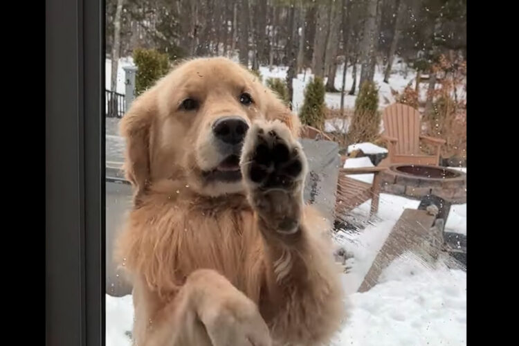 窓を叩いてお家に入れてとアピールするゴールデンレトリバー。すぐそばの窓は開きっぱなしなことに気がついてない？【アメリカ・動画】