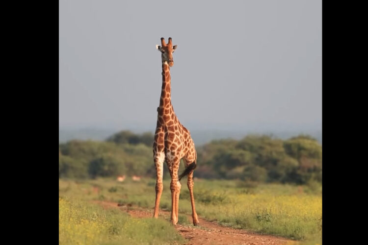 サバンナをゆっくり歩くキリン。絵になる姿ですが、なんとこの後更にとても映える映像に！！【海外・動画】