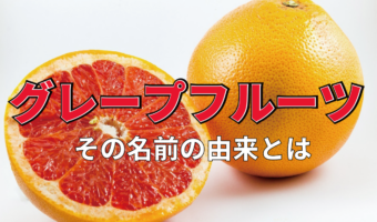 「グレープフルーツ」は、名前からブドウと関係性はある？その由来は果実のなり方にあった！！