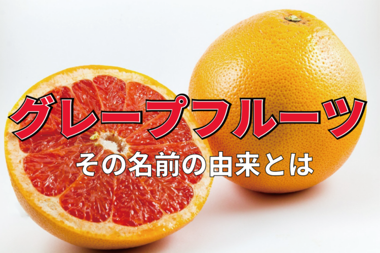 「グレープフルーツ」は、名前からブドウと関係性はある？その由来は果実のなり方にあった！！