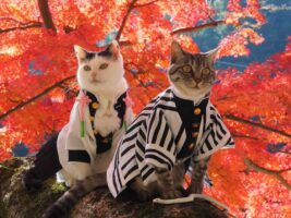 猫たちの可愛らしさとコスプレの完成度がすごすぎる！ひな祭りのお内裏様とお雛様をイメージした”おばみつ”猫が素敵すぎる！！