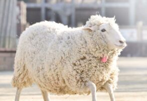 まるでUFOに吸い上げられているかのよう！？羊が絶好調の時にだけ見られる！？奇跡的な瞬間を撮影した写真が話題に！