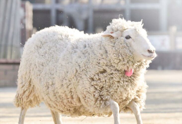 まるでUFOに吸い上げられているかのよう！？羊が絶好調の時にだけ見られる！？奇跡的な瞬間を撮影した写真が話題に！