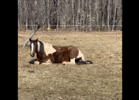 牧場の真ん中に腰を下ろしてのんびり過ごす馬。特に何もしていないように見えて、実は『とある動物』と遊んであげていた？！