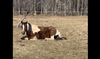 牧場の真ん中に腰を下ろしてのんびり過ごす馬。特に何もしていないように見えて、実は『とある動物』と遊んであげていた？！