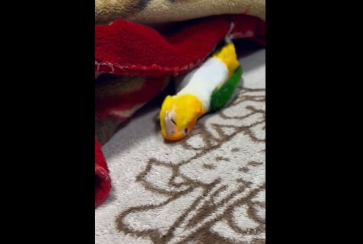 まさかのパフォーマンスを見せたシロハラインコが話題に！「鳥の行動を超えている」「小学生が体育館でやるやつ」