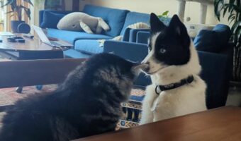 子犬が頭を出したり引っ込めたり・・、猫に向かって「いないいないばあ!」としているのかな??