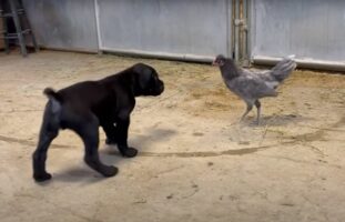 向かい合っているニワトリとカネコルソの子犬、お互いの距離を窺っているけど、もしかして遊んでる？