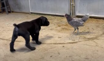 向かい合っているニワトリとカネコルソの子犬、お互いの距離を窺っているけど、もしかして遊んでる?