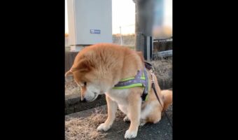 「あれから1ヶ月。ほぼ毎日見に来てる」一度会ったタヌキに同じ場所で再会できると信じている柴犬に反響！