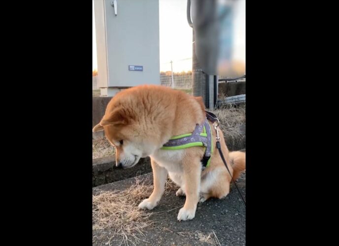 「あれから1ヶ月。ほぼ毎日見に来てる」一度会ったタヌキに同じ場所で再会できると信じている柴犬に反響！