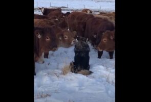 牛たちのアイドルはもふもふ毛並みの犬？牛たちは皆で犬を取り囲んでいます！！