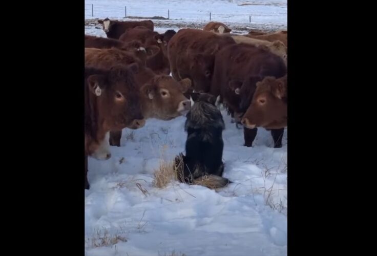 牛たちのアイドルはもふもふ毛並みの犬？牛たちは皆で犬を取り囲んでいます！！