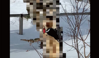 木の幹をくちばしで突くキツツキ。いったいどれだけの時間突いていたのか、木がスゴく大変なことに！！【海外・動画】